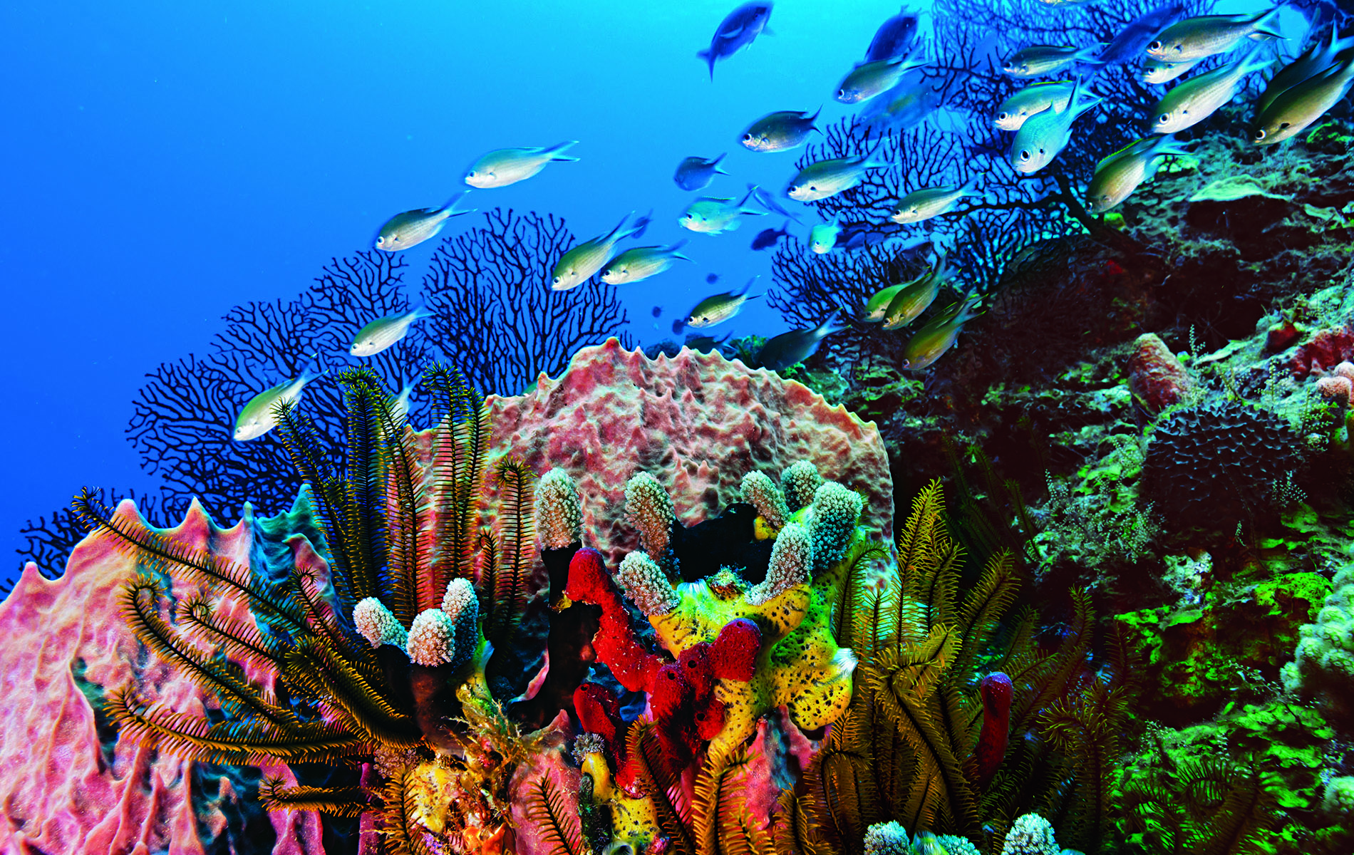 Коралловые рифы образуют. Морской парк на рифах Туббатаха. Коралловый риф Туббатаха. Барьерный риф Мексики. Коралловый риф в Мексике.
